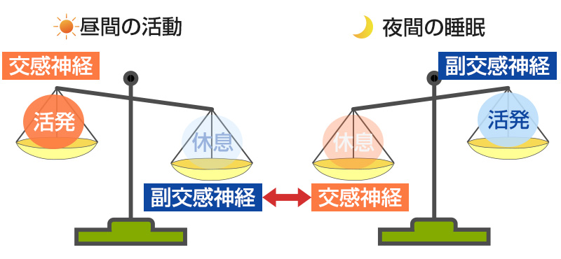 自律神経の働き